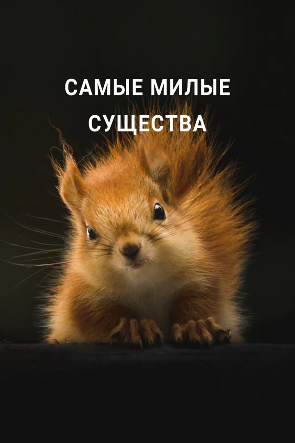 Постер: Самые милые существа