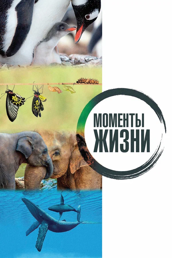 Постер: Моменты жизни