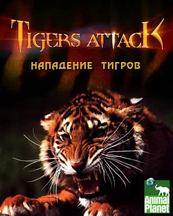 Постер: Нападение тигров