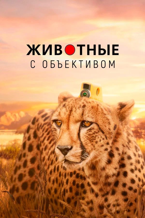 Постер: Животные с объективом