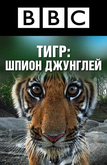Постер: BBC: Тигр – шпион джунглей