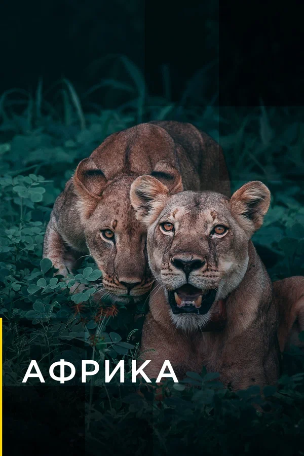 Постер: Африка