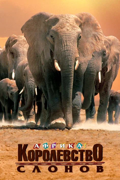 Постер: Африка — королевство слонов