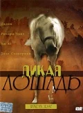 Постер: Дикая лошадь
