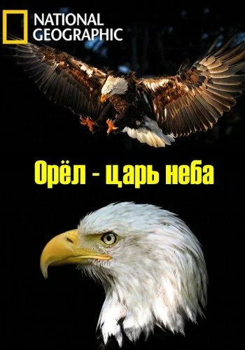Постер: Орёл — царь неба