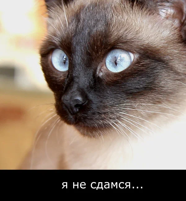 Постер: Я не сдамся...