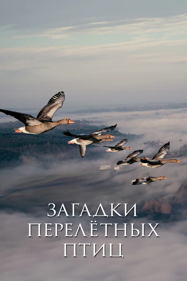 Постер: Загадки перелётных птиц