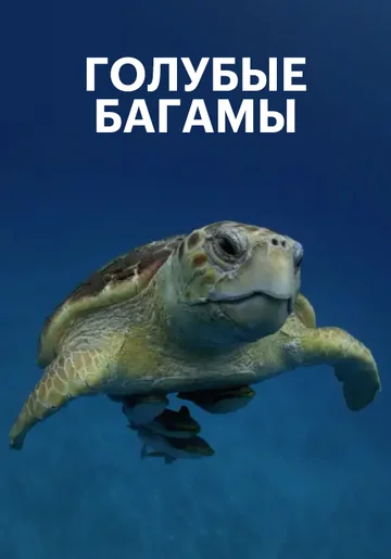 Постер: Голубые Багамы