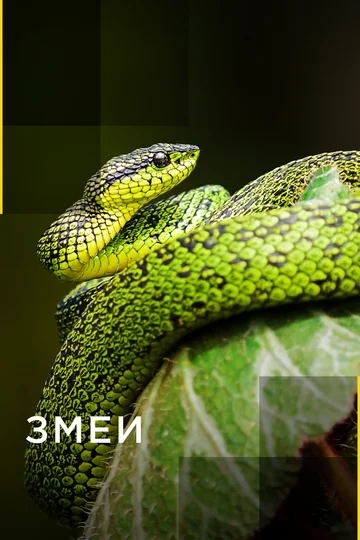 Постер: Змеи