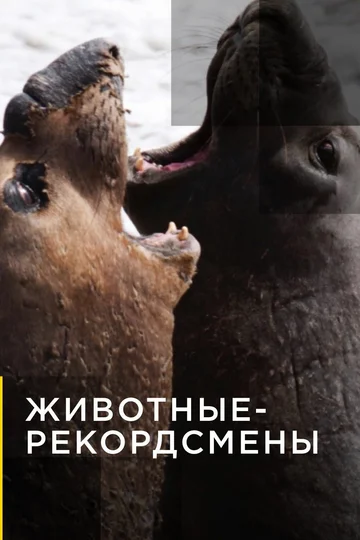 Постер: Животные-рекордсмены