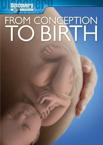 Постер: From Conception to Birth