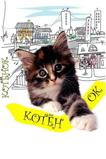 Постер: Котенок