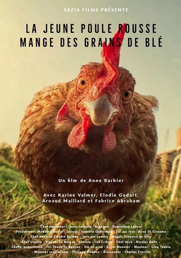 Постер: La Jeune Poule Rousse Mange des Grains de Blé