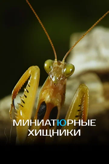 Постер: Миниатюрные хищники