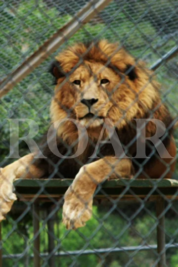 Постер: Roar