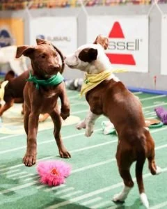 Постер: Puppy Bowl XI