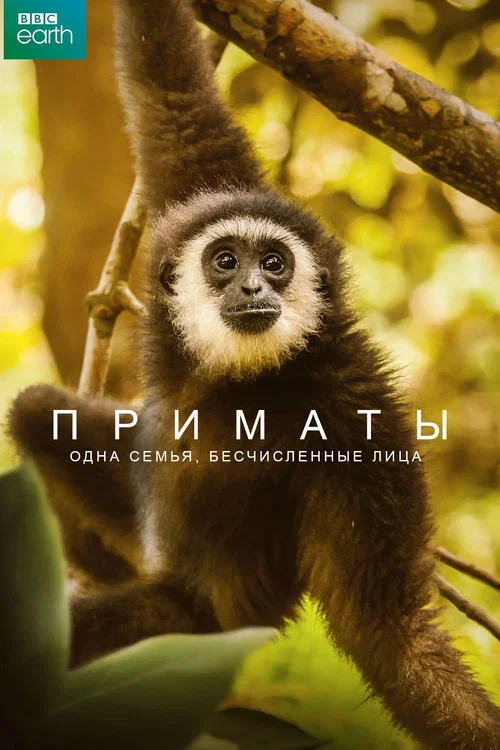 Постер: Приматы