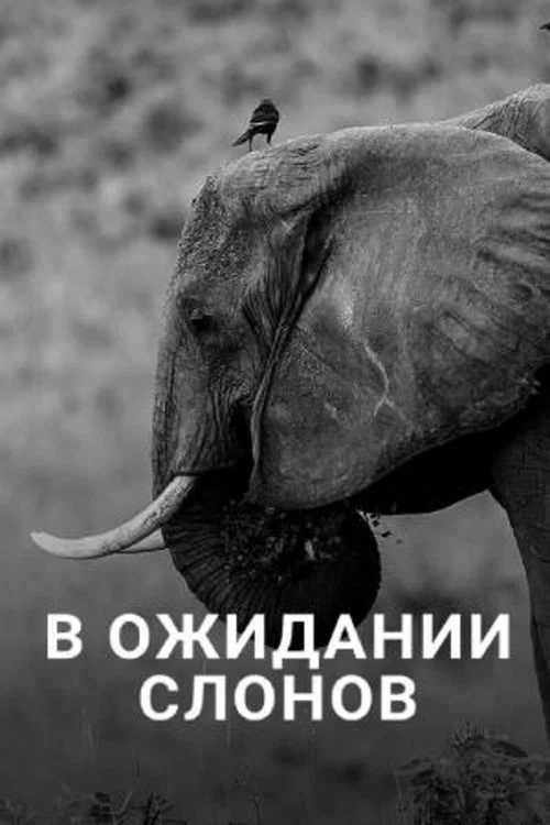 Постер: В ожидании слонов