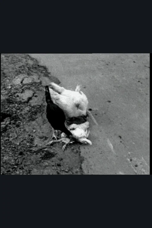 Постер: The Delmarva Chicken of Tomorrow