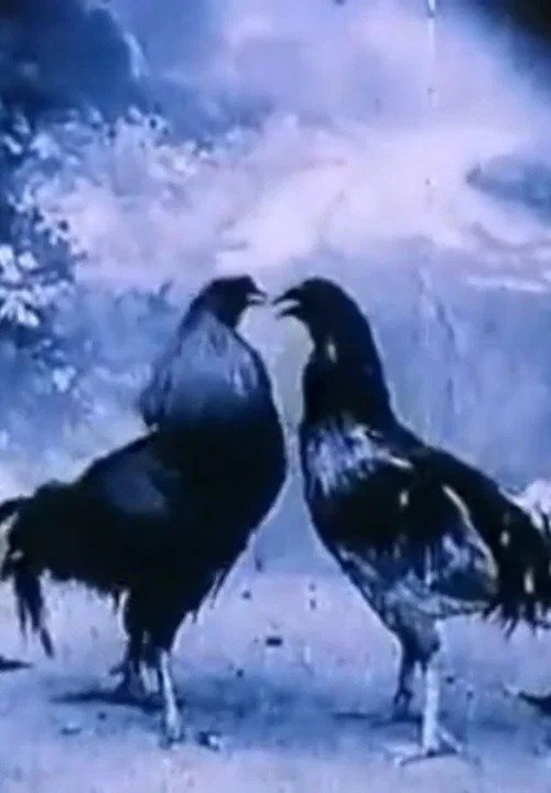 Постер: Animali Criminali