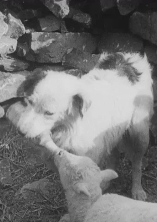 Постер: Sheep Dog