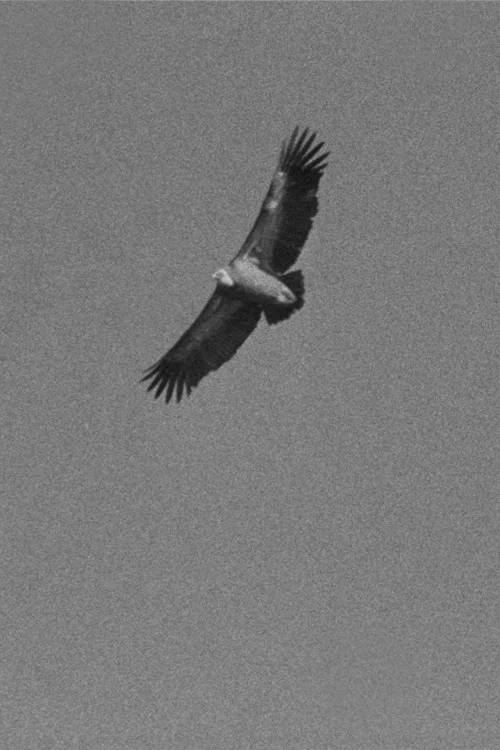 Постер: Vultures