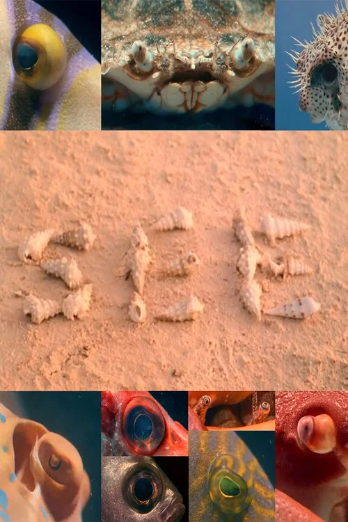 Постер: See