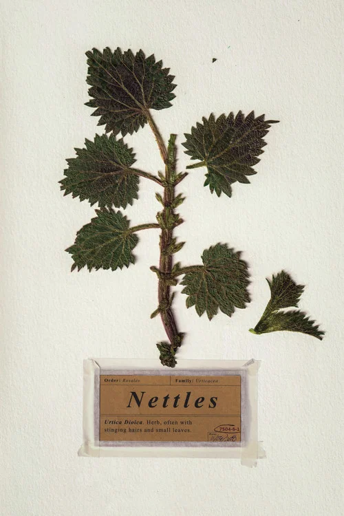 Постер: Nettles