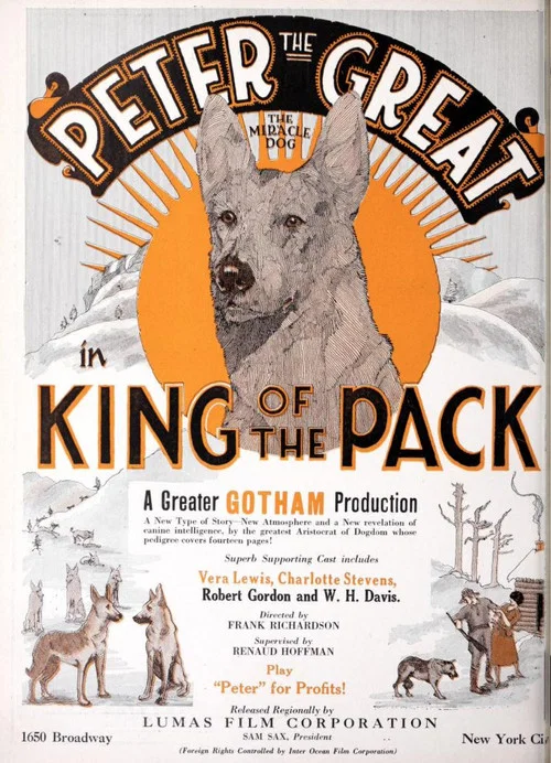 Постер: King of the Pack