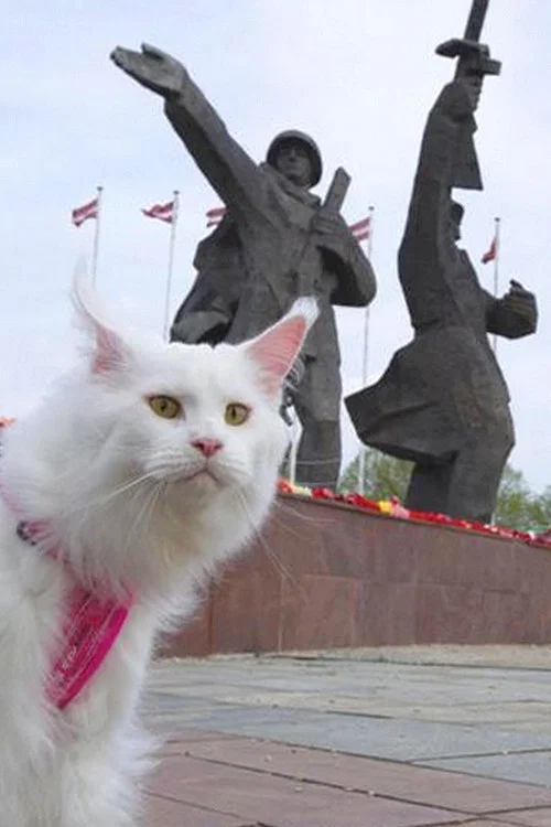 Постер: Cats in Riga