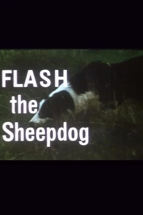 Постер: Flash the Sheepdog
