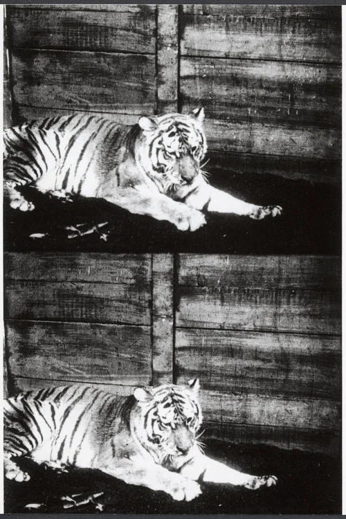 Постер: Beasts of the Jungle