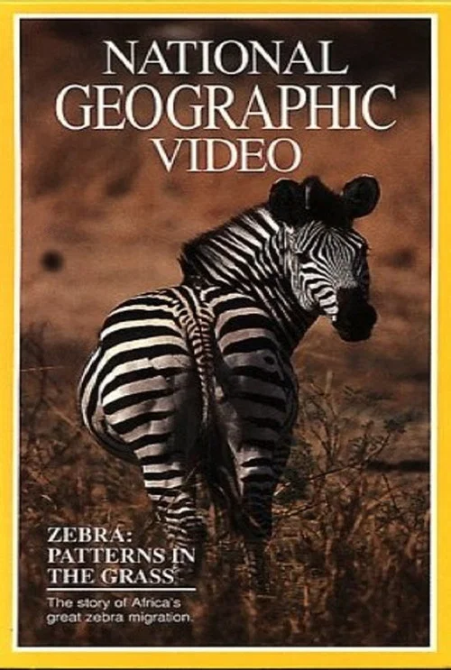 Постер: Zebras: Patterns in the Grass