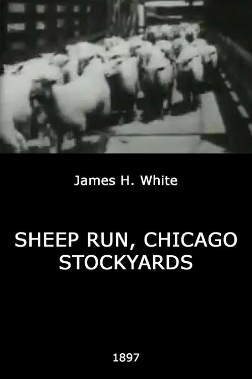 Постер: Sheep Run, Chicago Stockyards