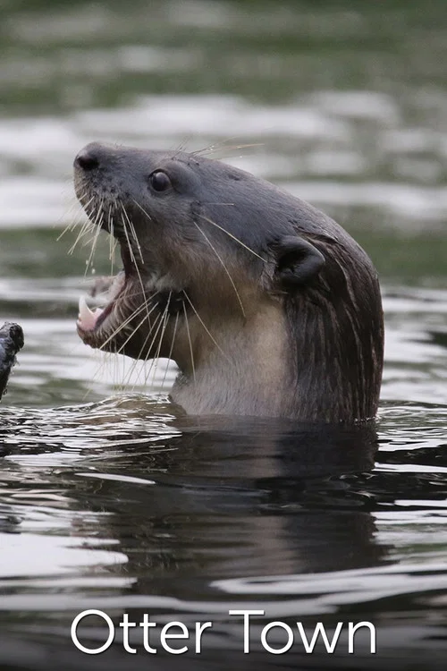 Постер: NatGeo Wild: Otter Town