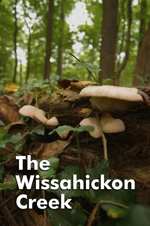 Постер: The Wissahickon Creek