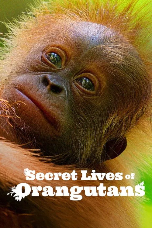 Постер: Secret Lives of Orangutans