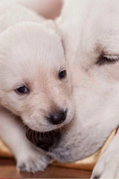 Постер: The Wonderful World of Puppies