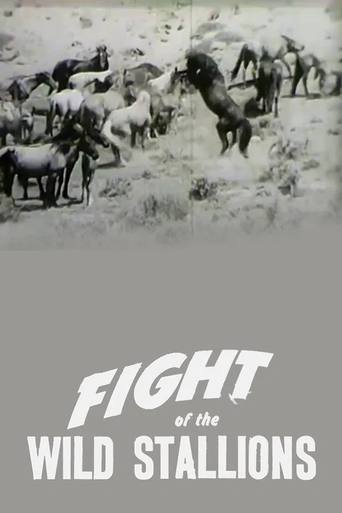 Постер: Fight of the Wild Stallions