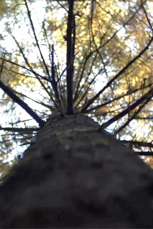 Постер: Forest