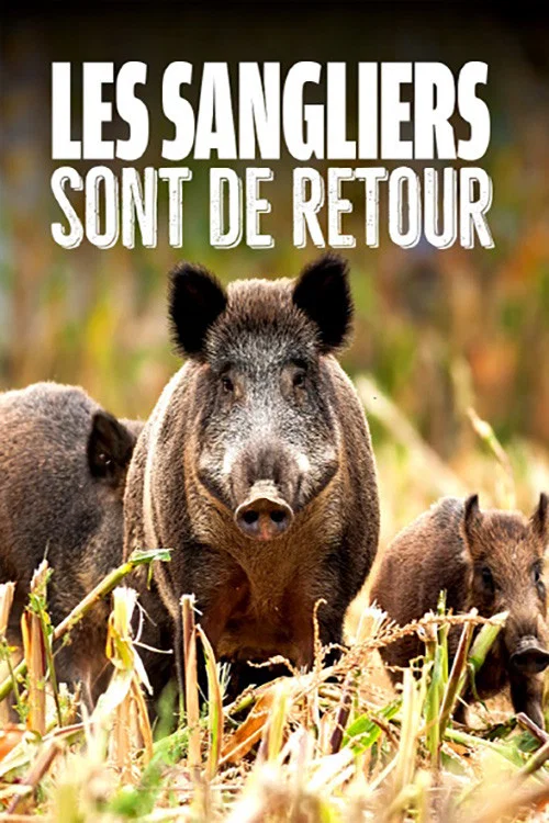 Постер: Wild Boar - The Comeback