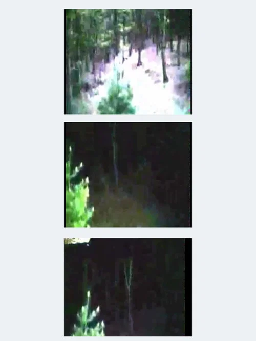 Постер: Trees