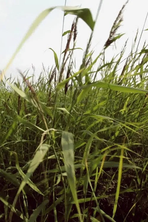 Постер: Reed