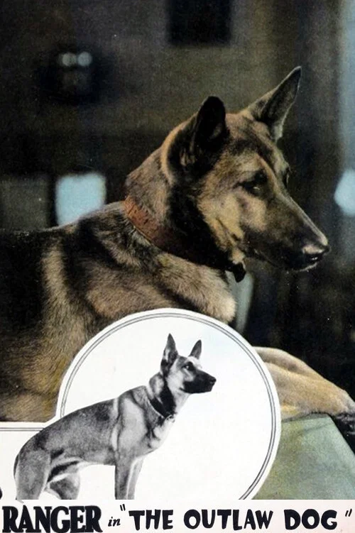 Постер: The Outlaw Dog