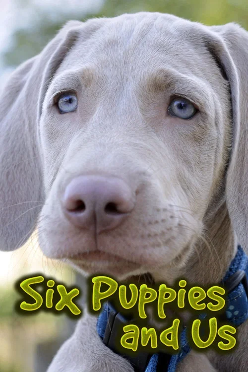 Постер: Six Puppies and Us