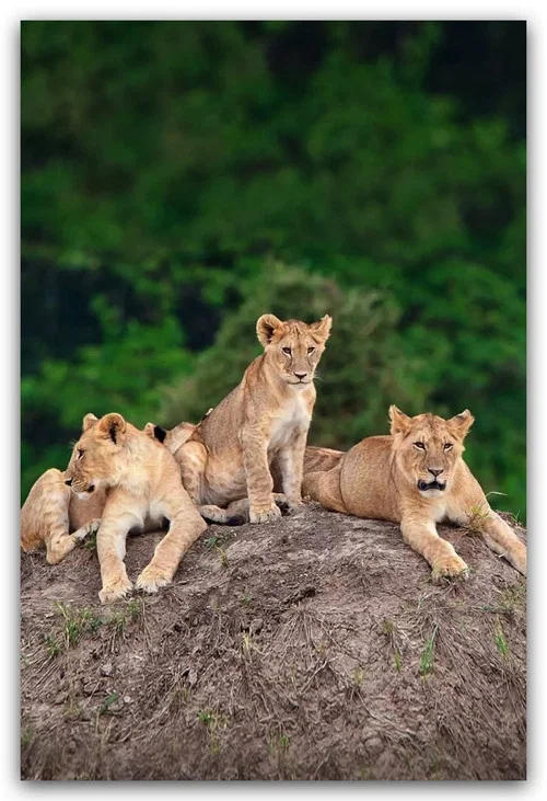Постер: Little Big Cat
