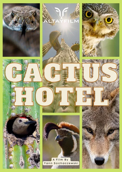 Постер: Cactus Hotel