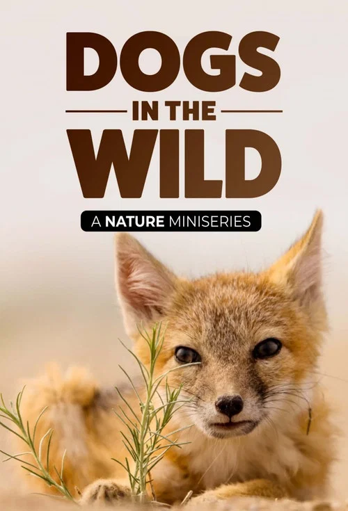 Постер: Dogs in the Wild