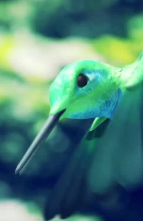 Постер: Humming Bird