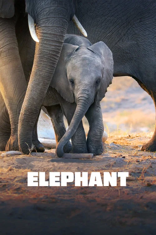Постер: Elephant